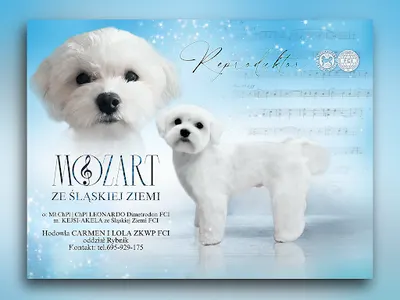 Hodowla Maltanczykow Carmen I Lola Zkwp FCi